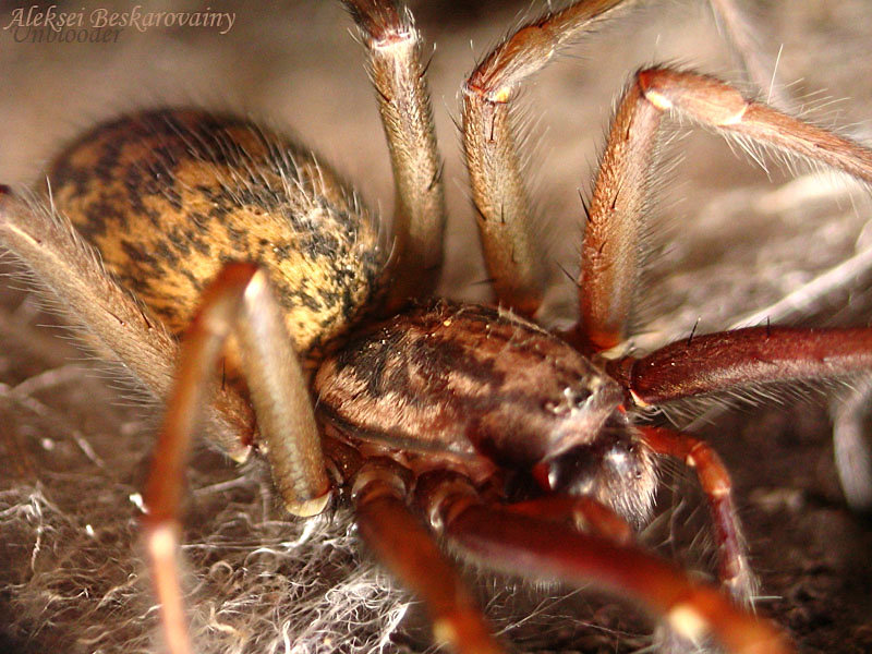 Warten auf die Opfer