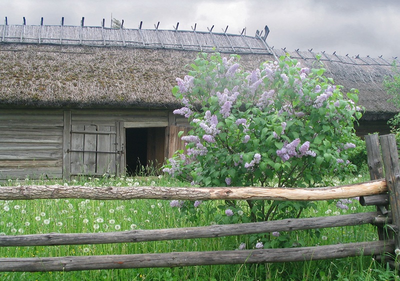 Менка. Июньская свадьба