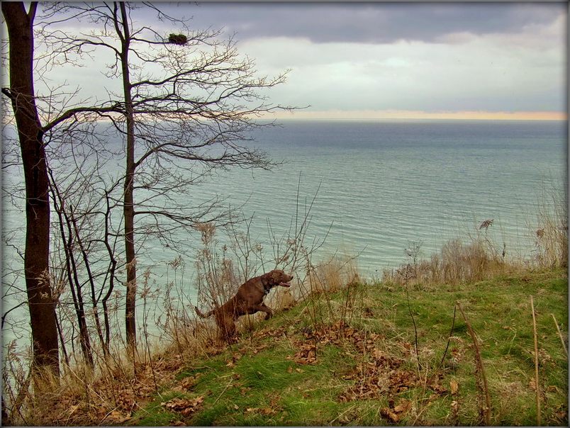 сьнежань. гон..