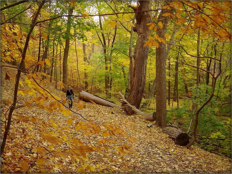 лісьцё -- віхор іржавых зор...