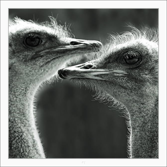 ПОРТРЕТ НА ДВОИХ