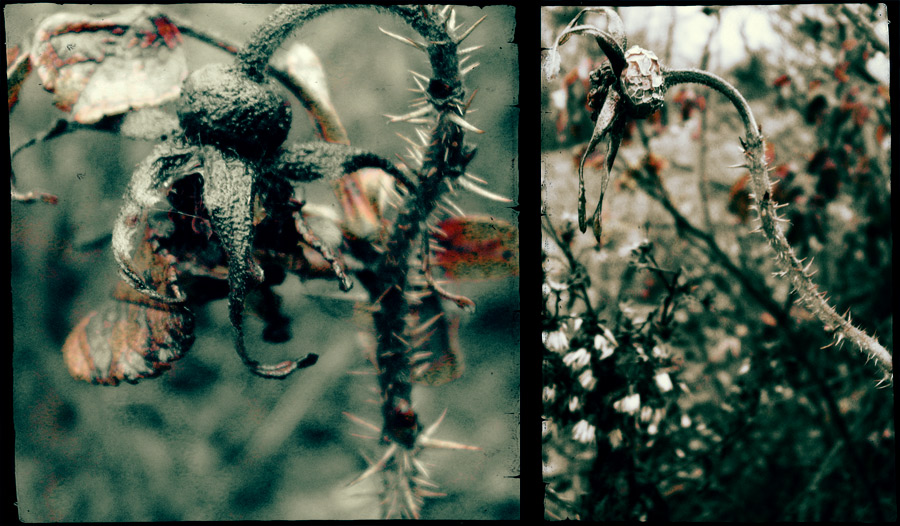 запретные травы