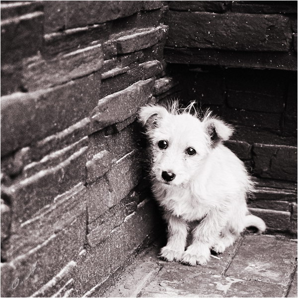 Маленький пушистый комочек одиночества