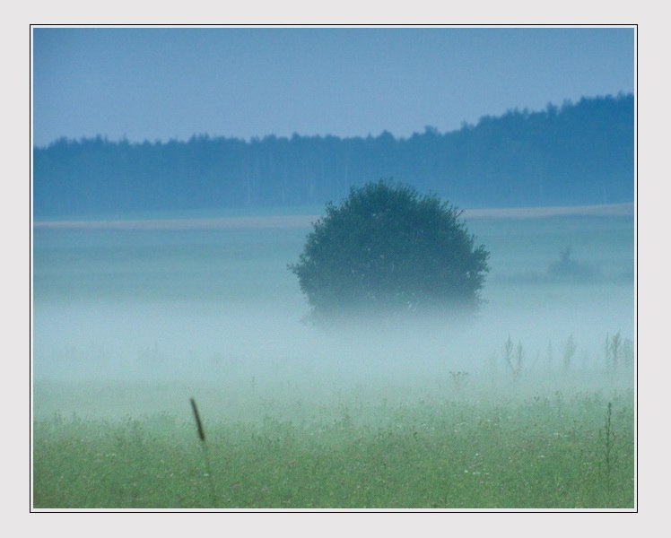 Ёжик в тумане