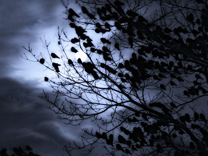 Ветреное вороньё…