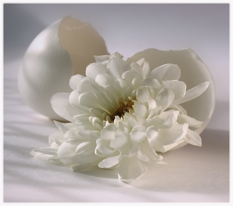 Проявление белого