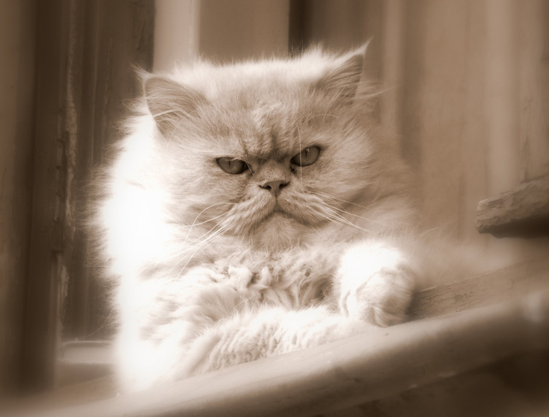 Кто в доме хозяин...