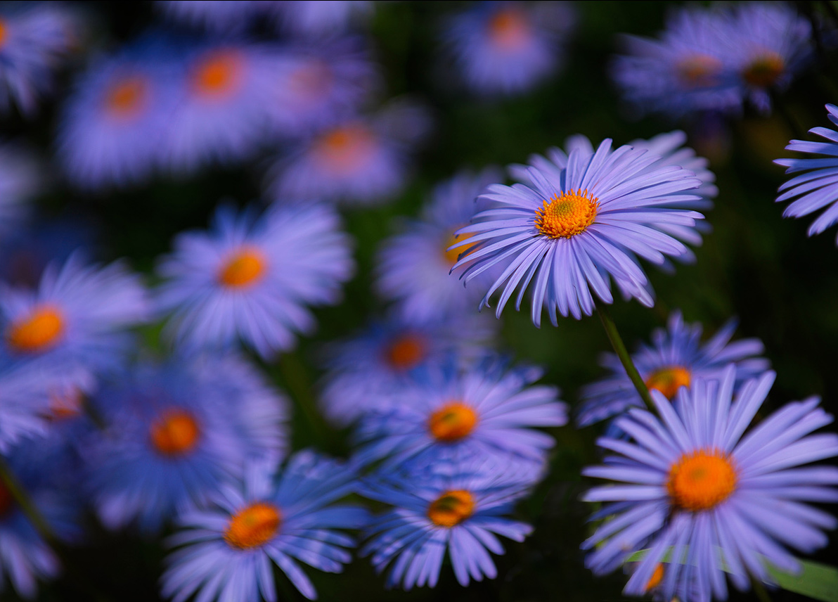 Ромашковорот