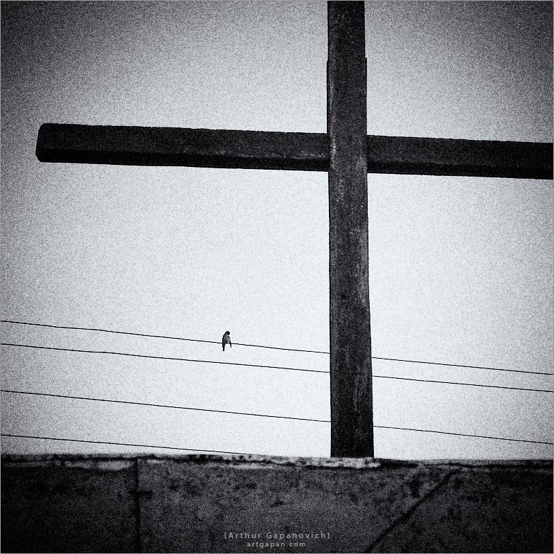 [ BIRD ON A WIRE ]