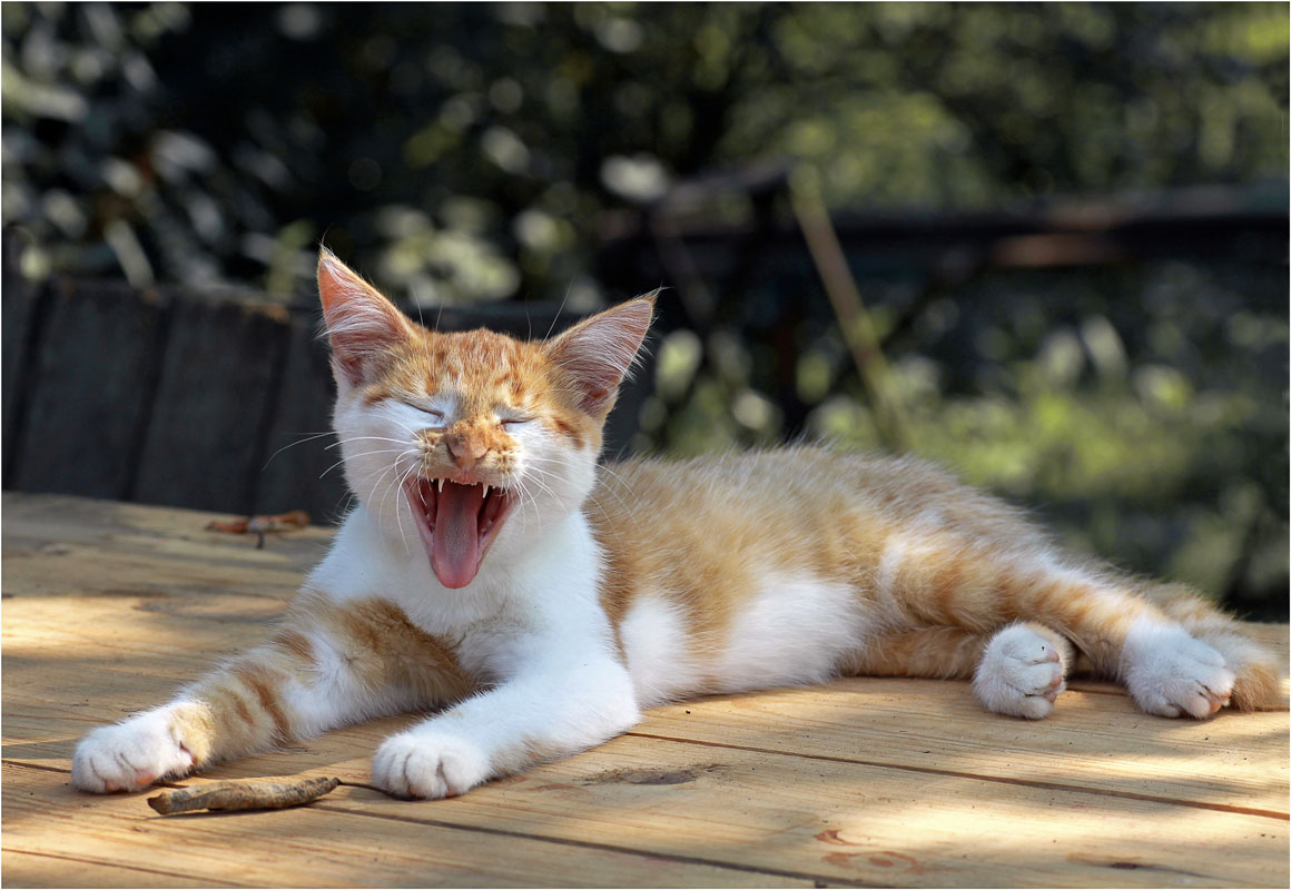 МЯЯЯЯЯЯЯЯУ