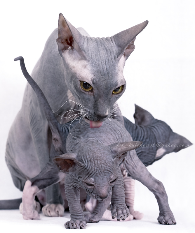 Умывание плюшевого котенка.