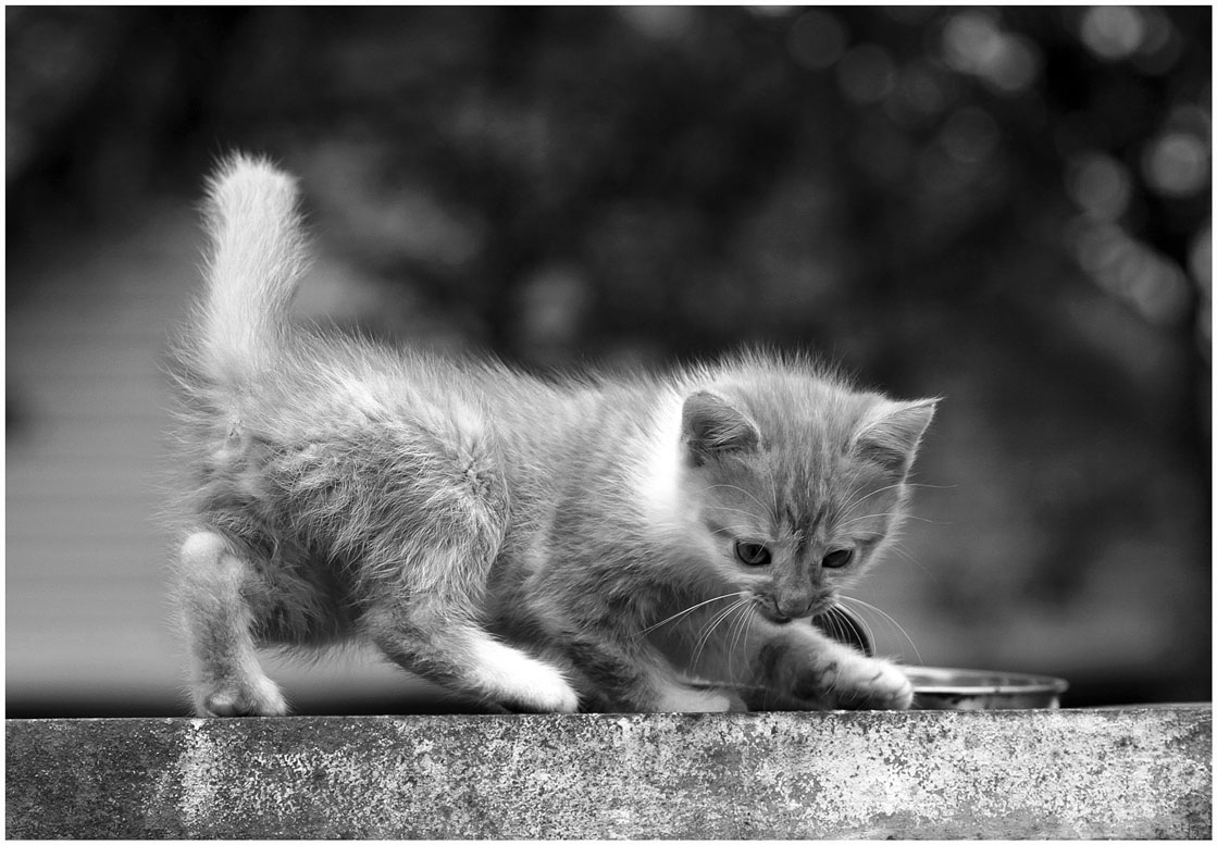 Дыбом шерсть,хвост трубой,на дороге у него не стой...