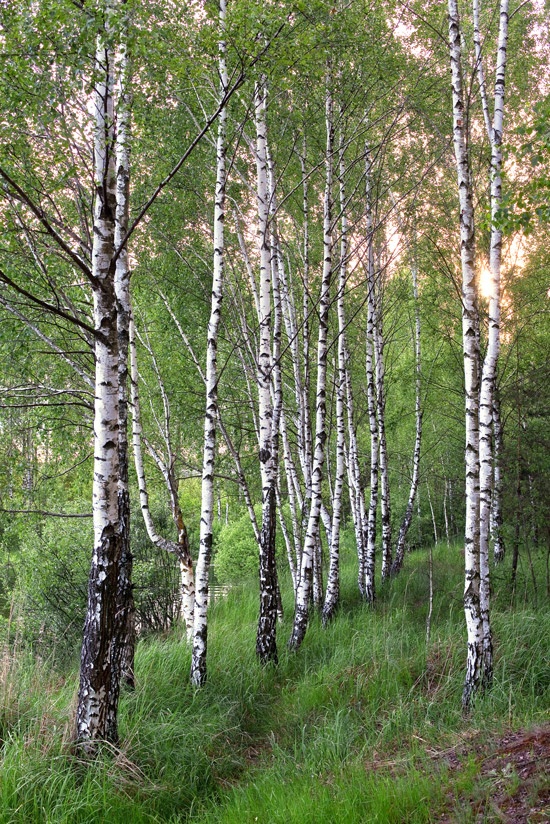 Страна березового ситца...