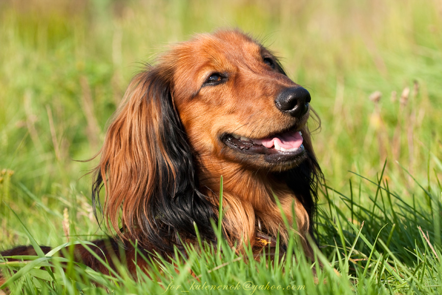 Честер, длинношерстная карликовая такса.