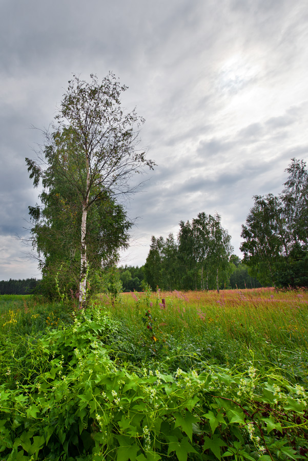 ПОСЛЕ ДОЖДИКА...