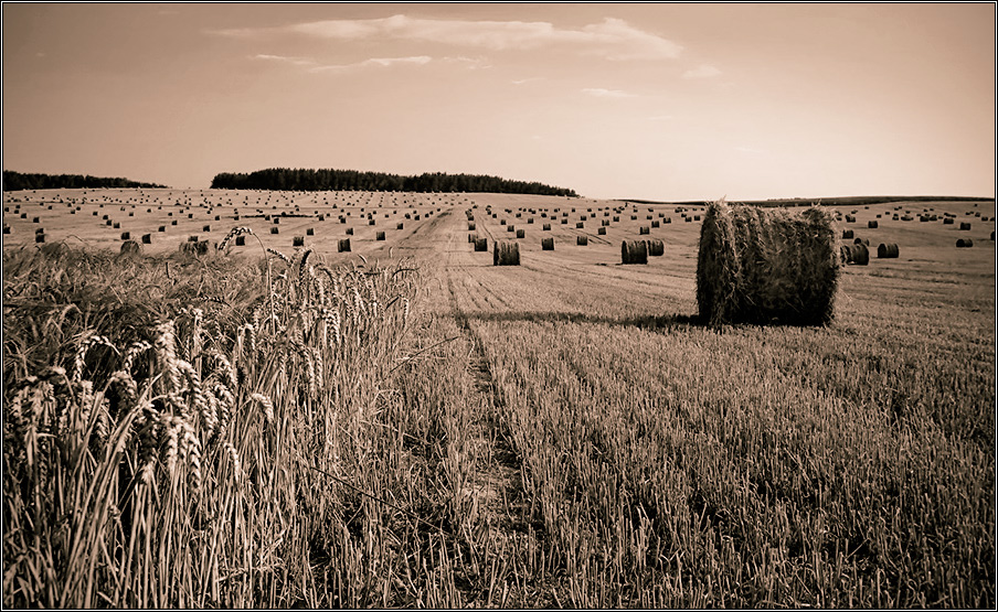 Последний колосок
