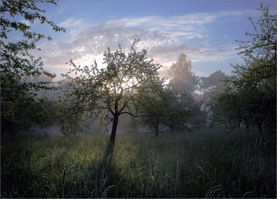 яблоневый рассвет