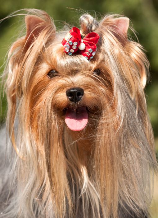 Йоркширский терьер.