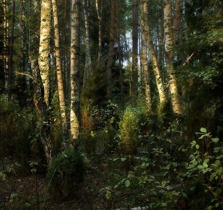 Утренний лес