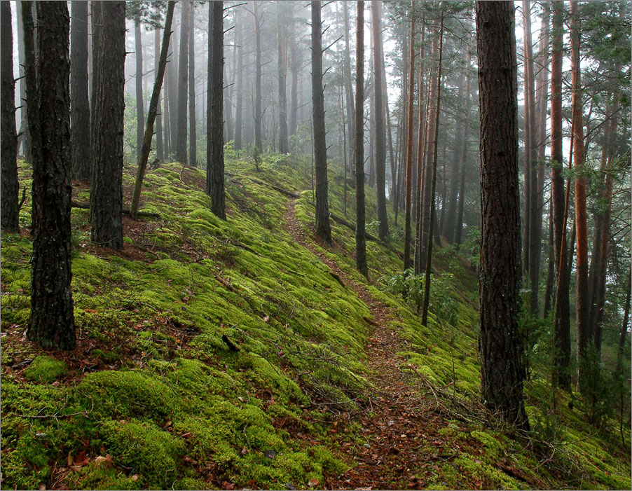моховая тропа