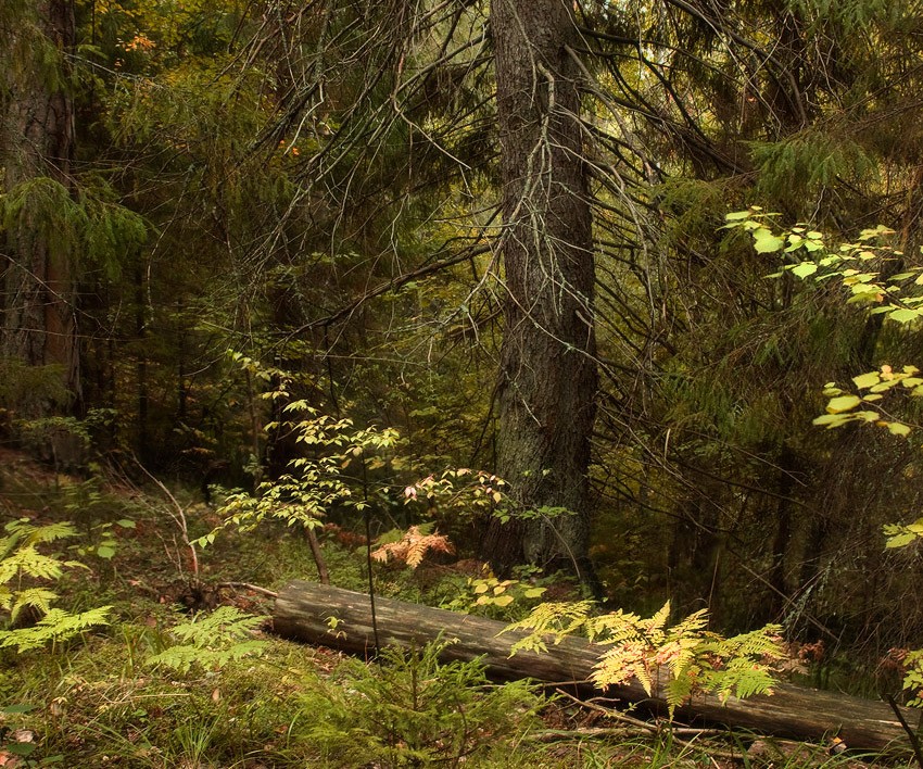 Этюд с елью.