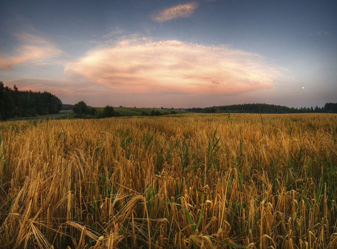 |   Урожай   |