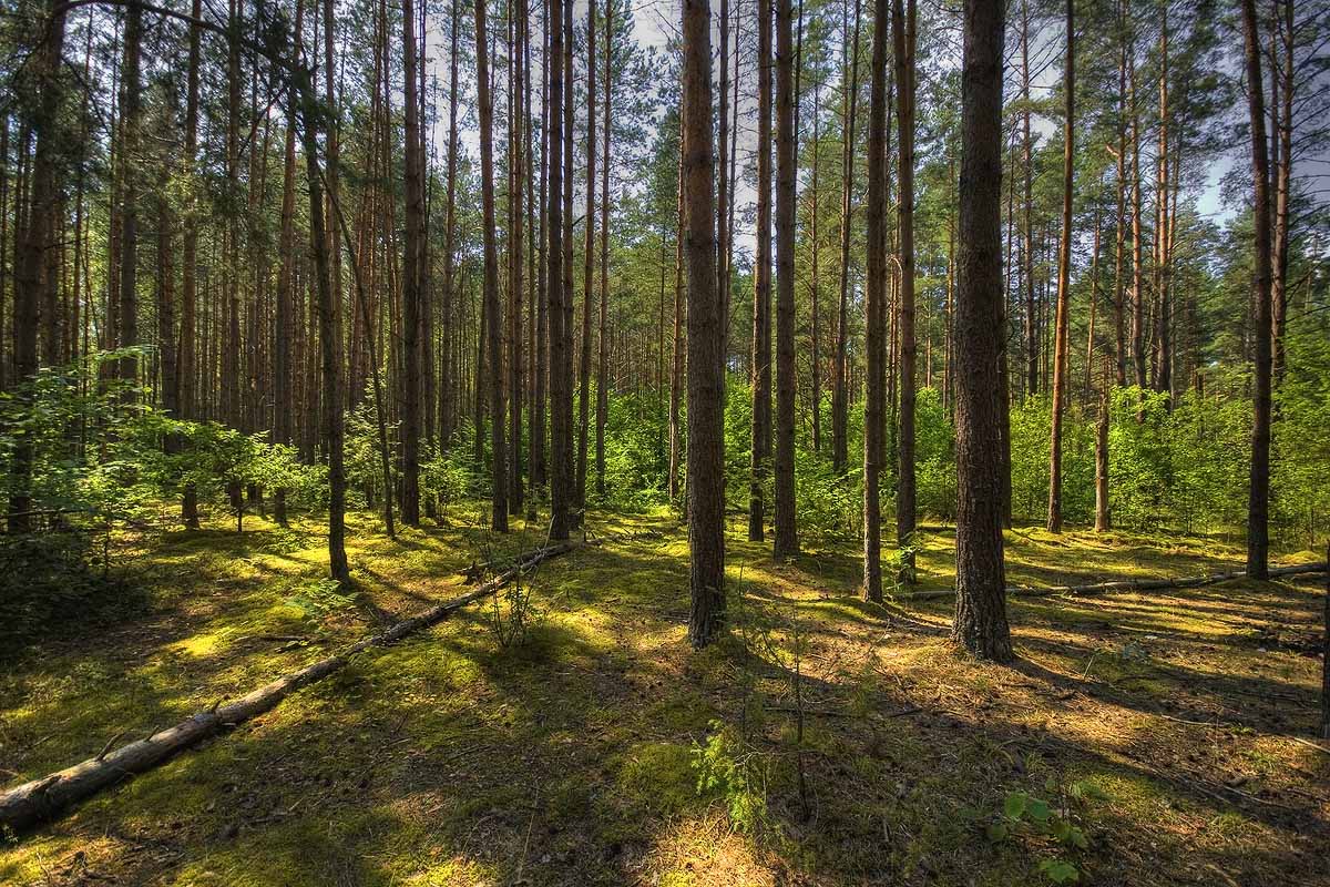 |   В грибы   |