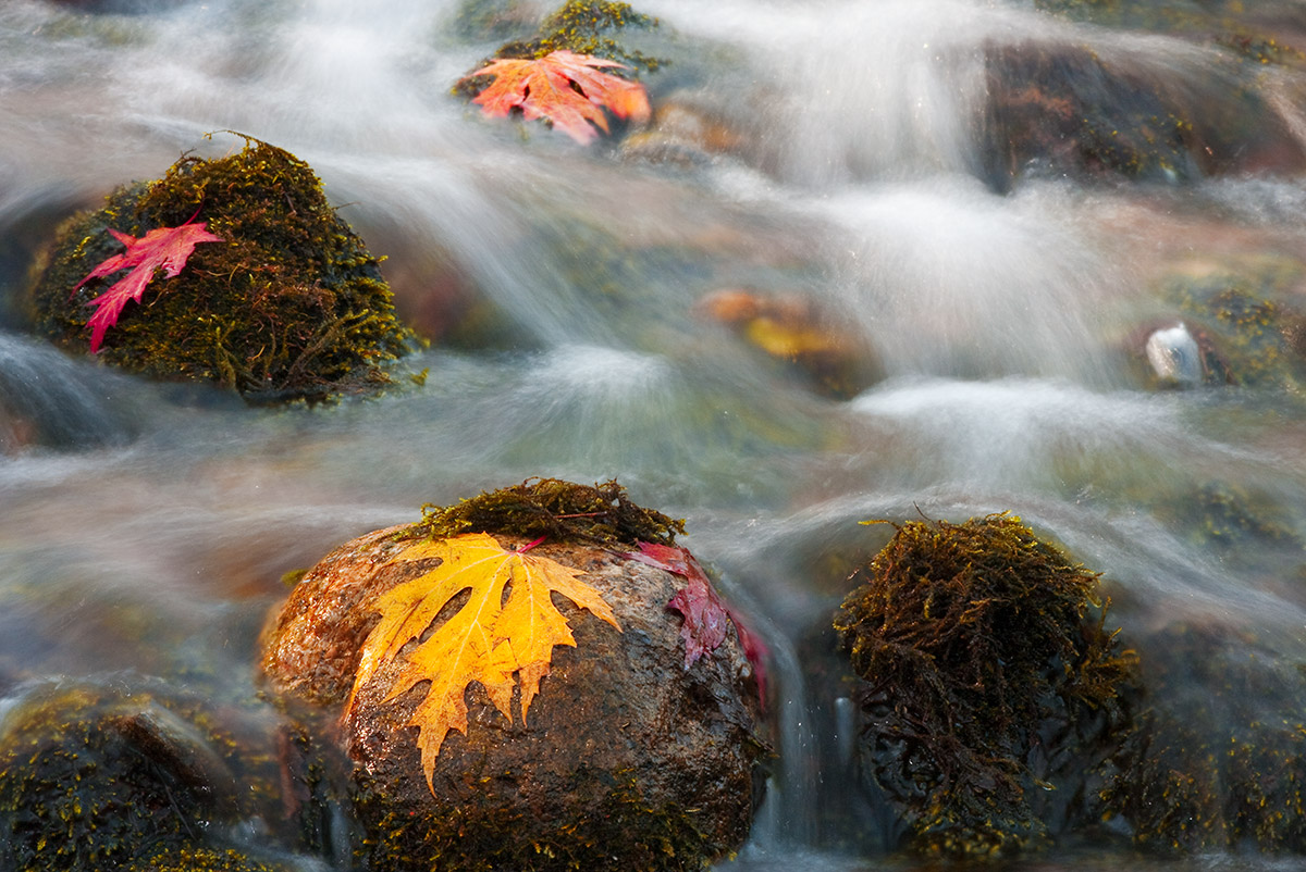 Течение  осени