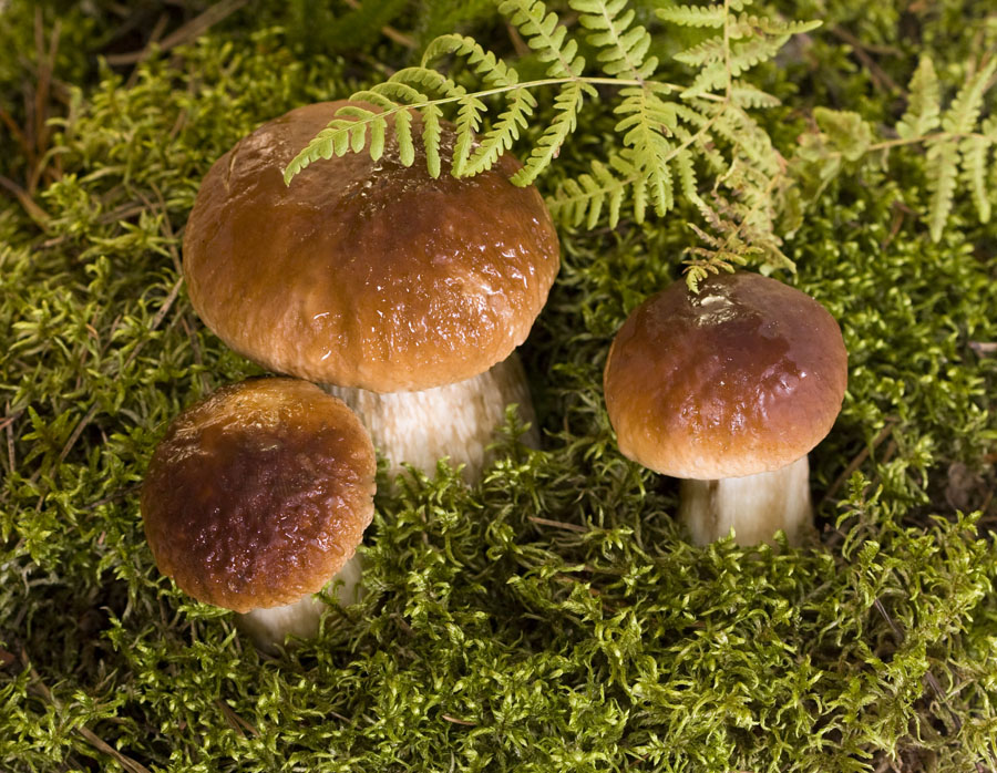 А грибочки то, пошли....