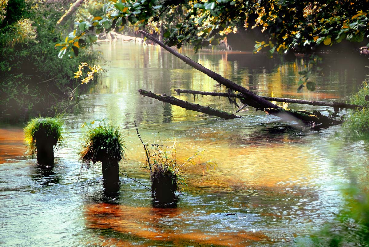 речные ёжики