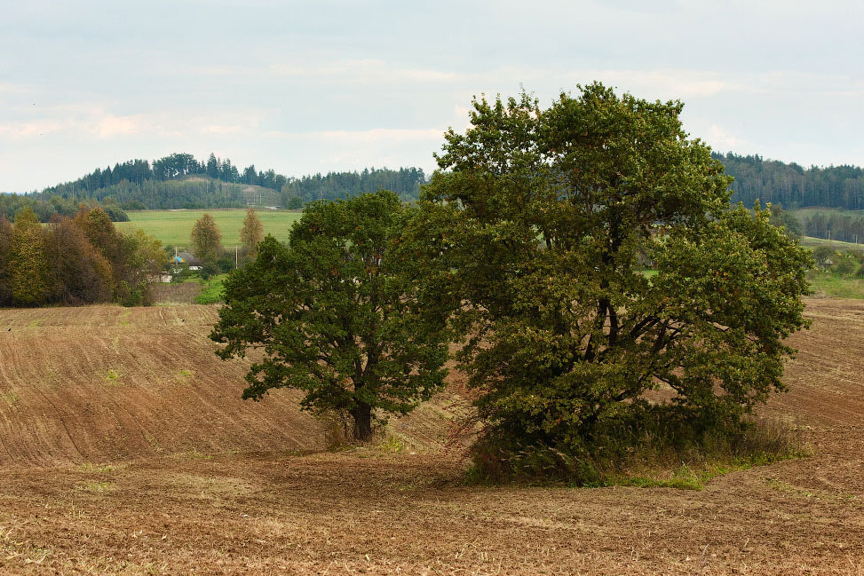 Осенняя зарисовка