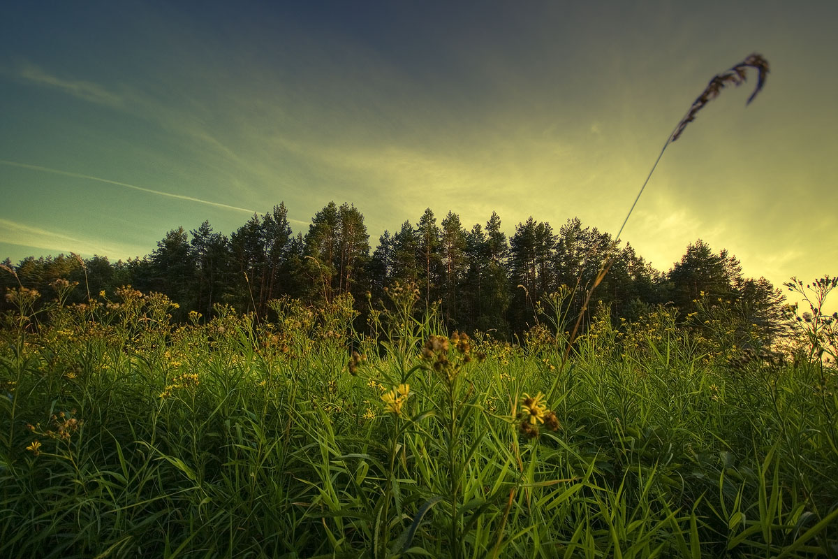 |   Вечерняя   |