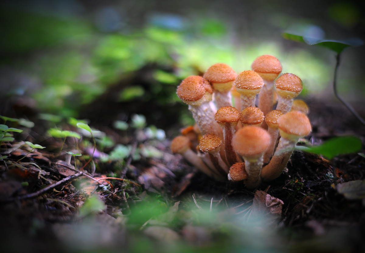 Групповой   портрет