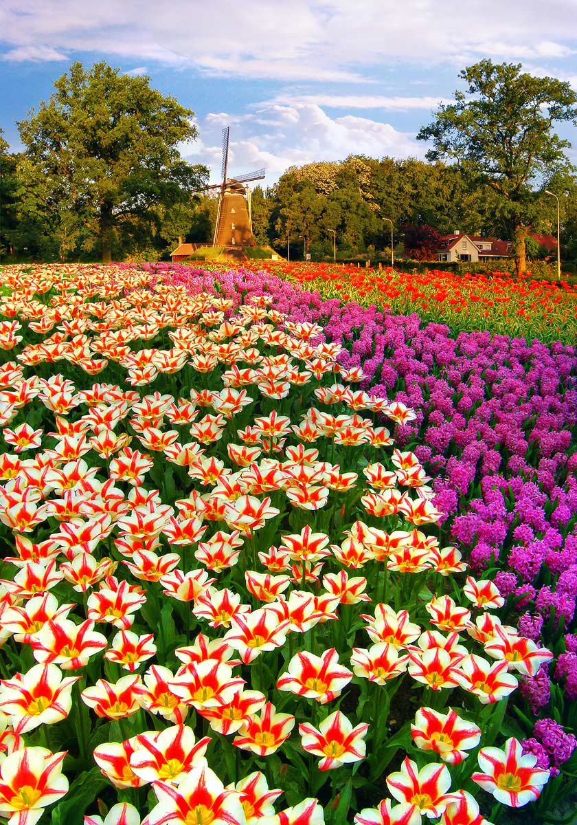 парки Голландии 6