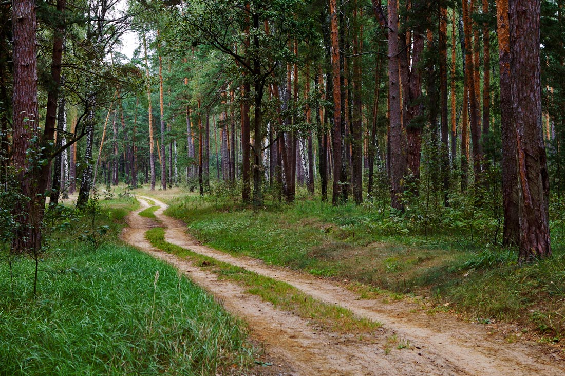 В ИЗУМРУДНОМ ЛЕСУ