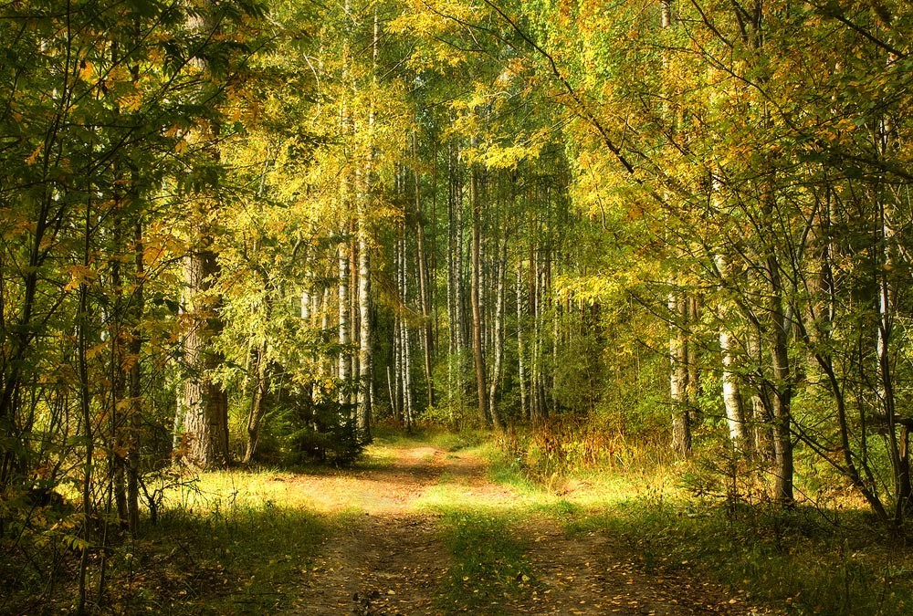 Чарующая осень