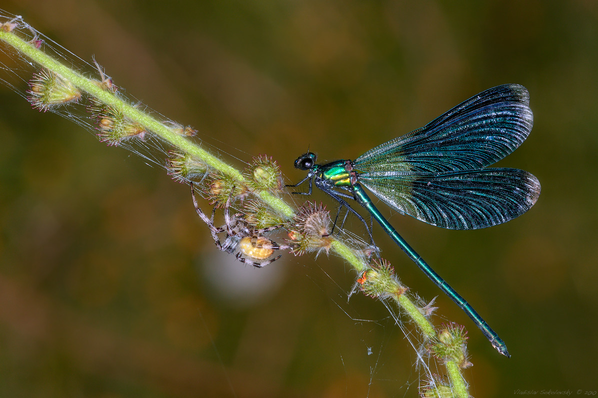 / По разные стороны баррикады /