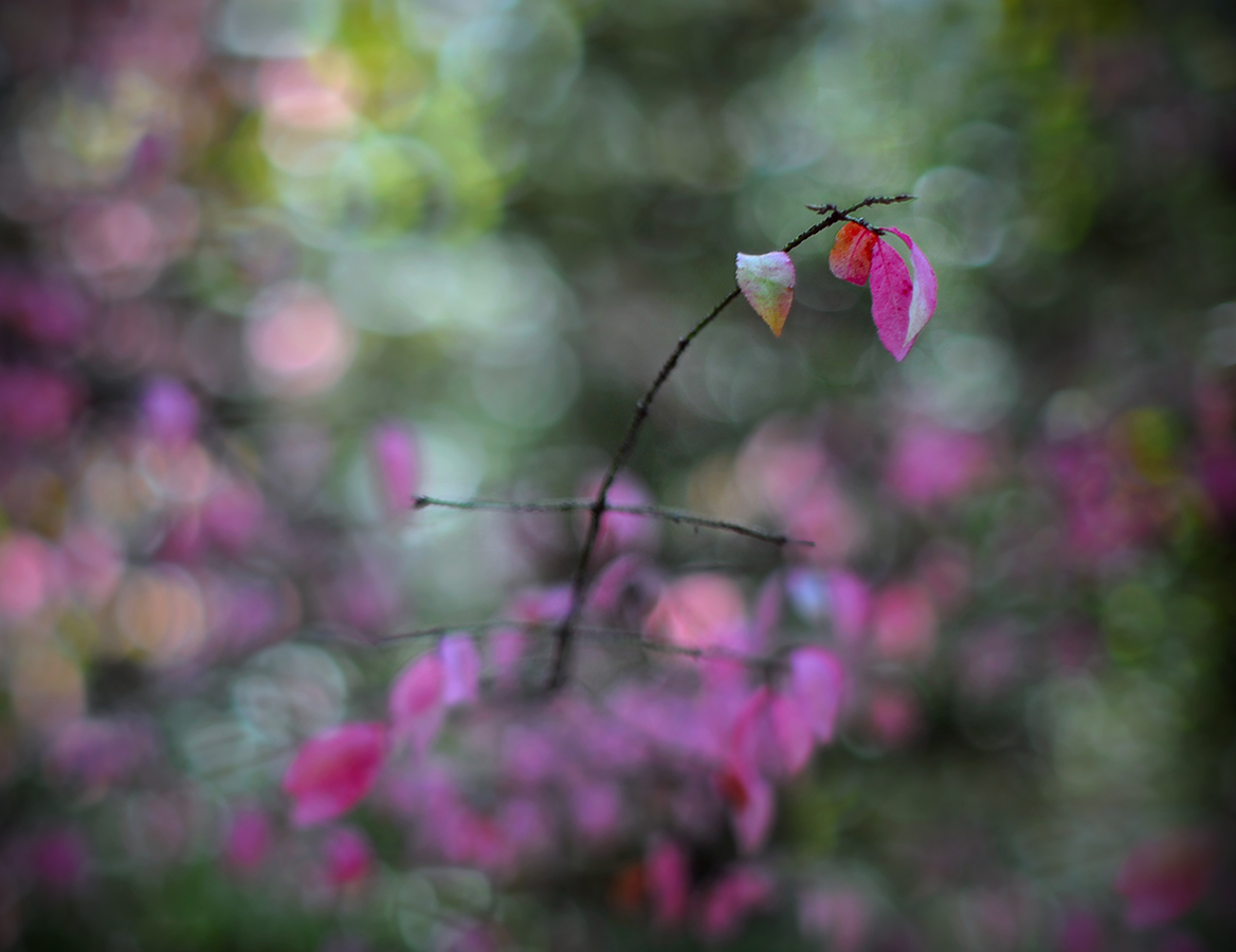 Калейдоскоп  осени