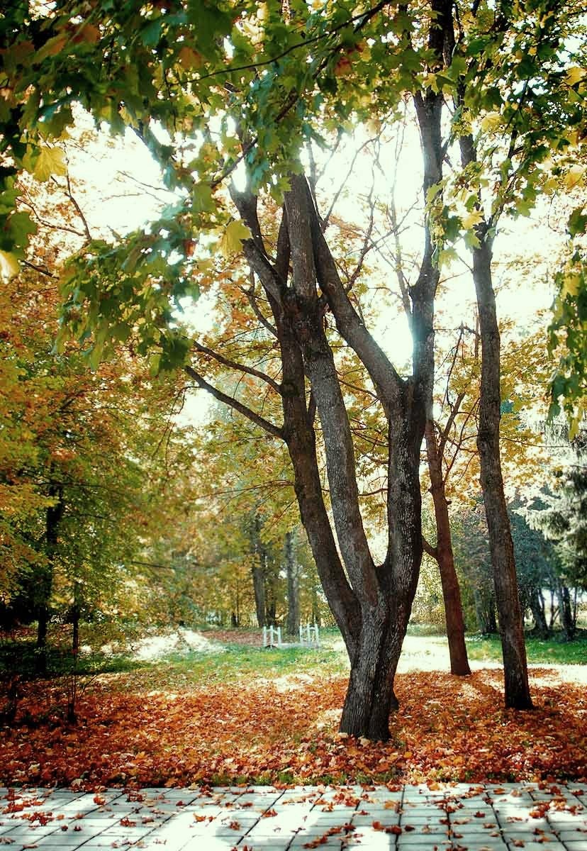 просто дерево