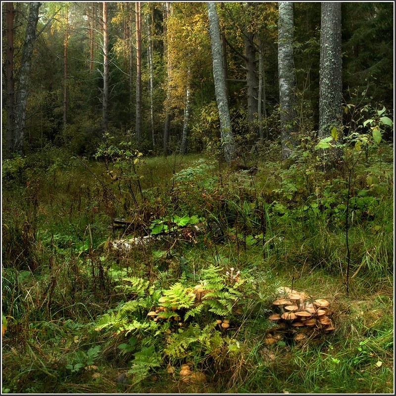 Опята заманят...