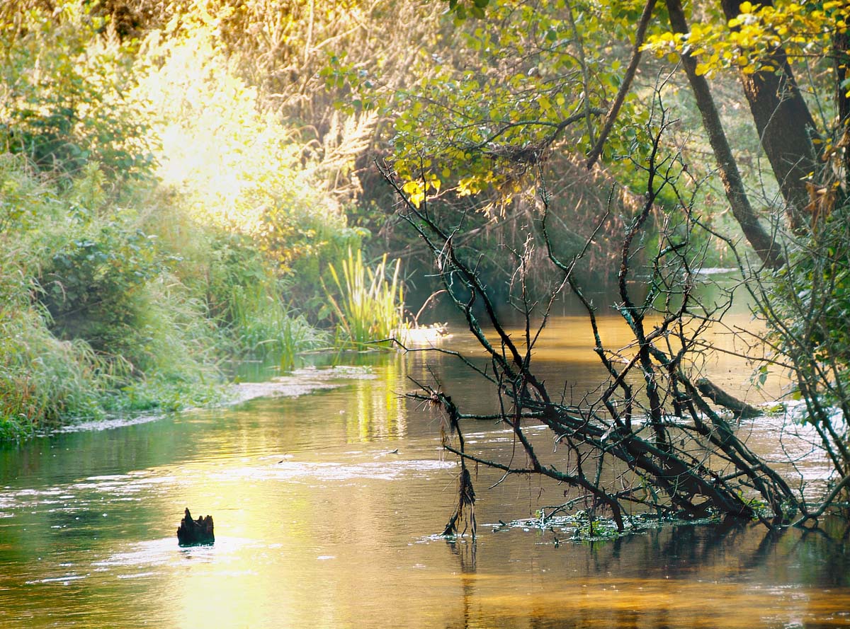 высохший в воде...