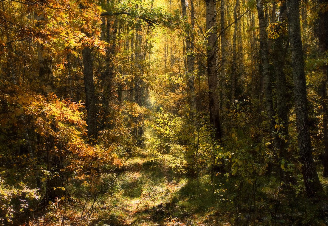 Осенний калейдоскоп