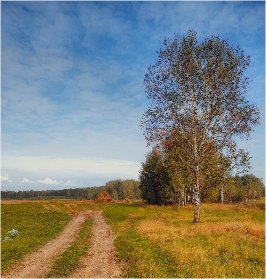 / Березовая осень /