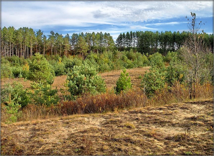 маслятный рай