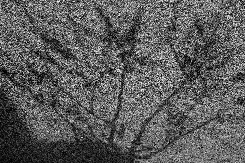 Цветение сакуры