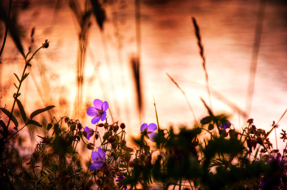 вечер чудесного лета...