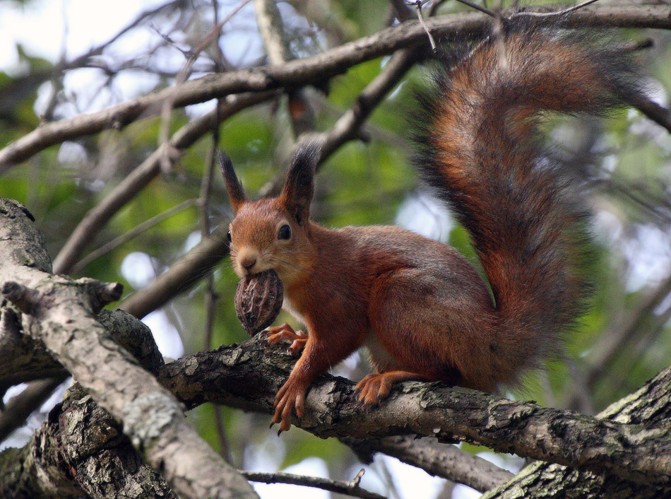 классическая белка