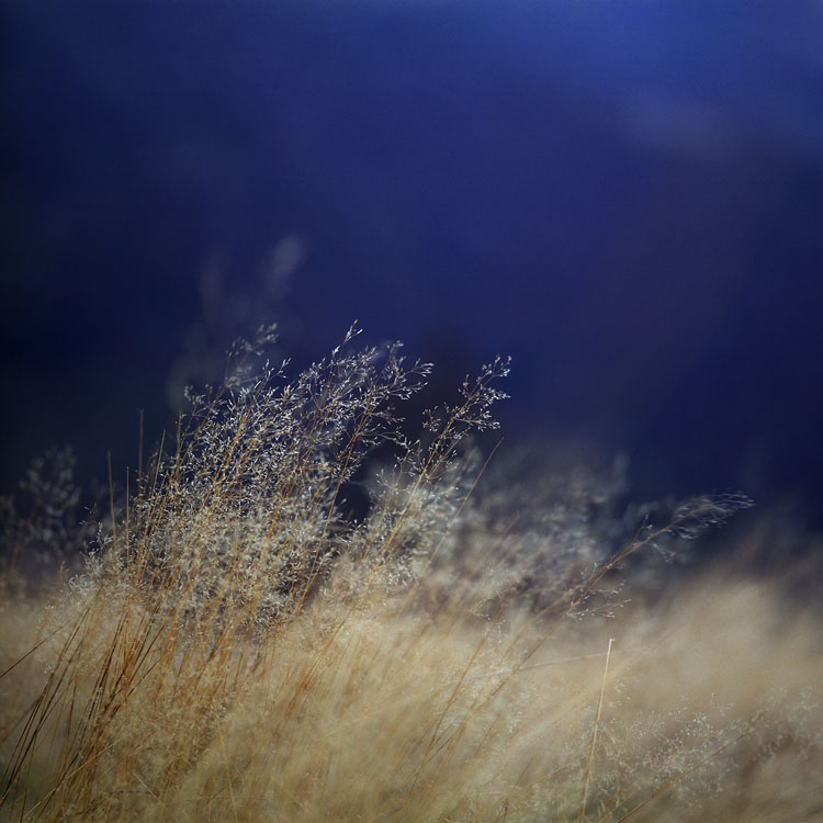 потрет травы