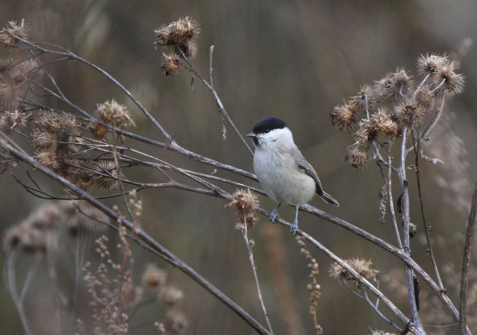 пухляк в дедовнике