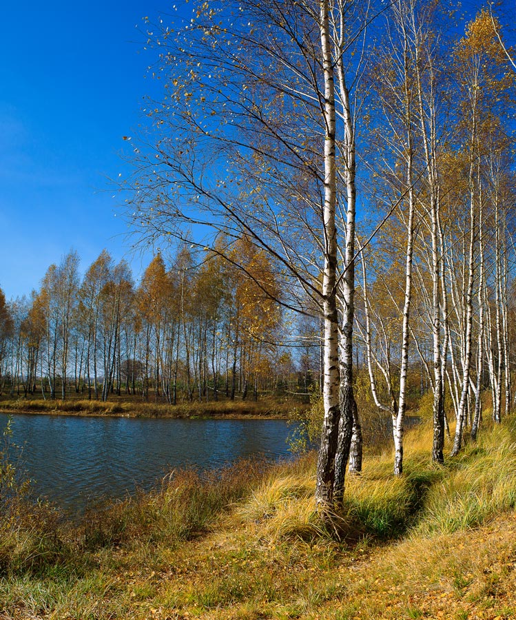 УГОЛОК ОСЕНИ